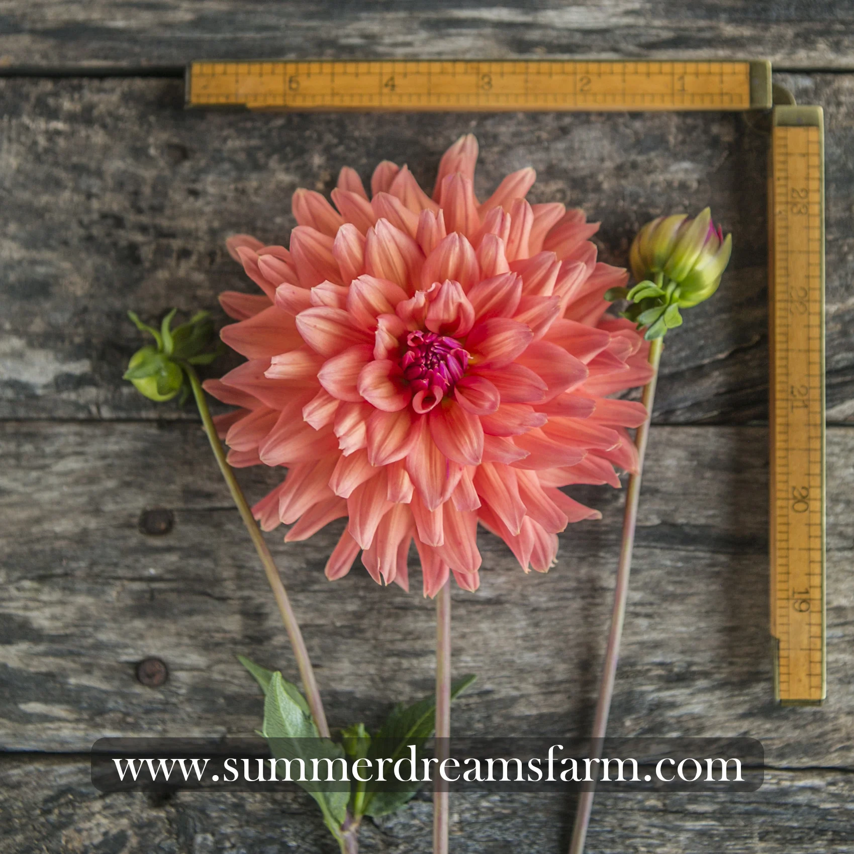 Dahlia - Vrouwe Jacoba — Dahlia | SummerDreamsFarm